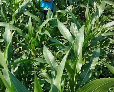 玉米旋耕技术好还是深翻技术好?