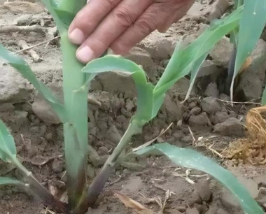 大豆玉米带状复合种植如何选择除草剂?