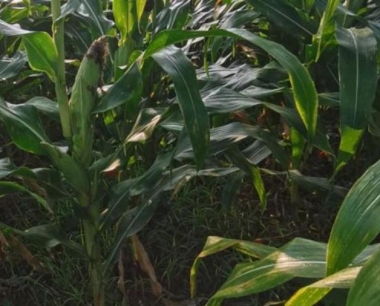 今天黑山地区玉米苗需要打药吗?