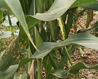 近期雨水偏大,玉米后期应怎样管理?