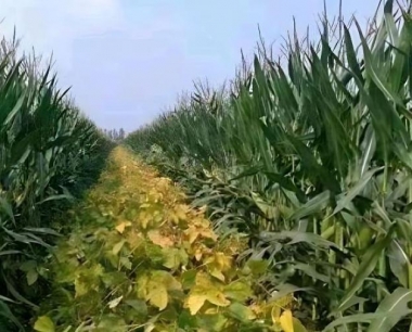 玉米种植时的行间距应该为多少合适?