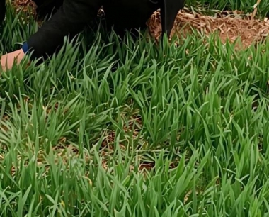 小麦扬花半月了,如何搞好药肥混喷?