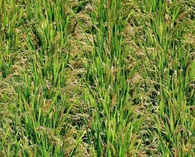 优质小麦杨花灌浆期的管理措施有哪些?