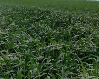 下冬小麦和春小麦的,播种和收获的季节分别是什么?