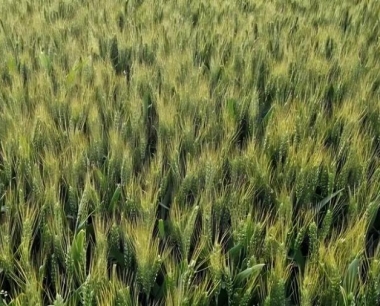 造成小麦干尖发黄的原因有哪些?