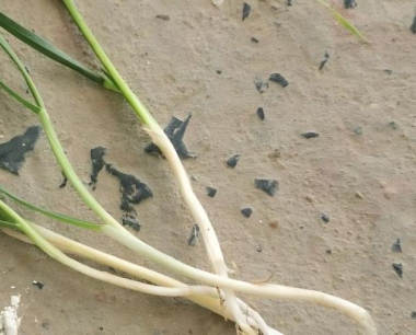 小麦的锈病是在什么条件下发生的?