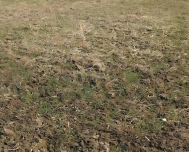 小麦在拔节期病虫草害如何管理?