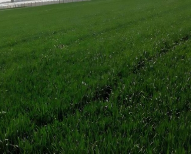 冬季小麦的田间管理要点是什么?