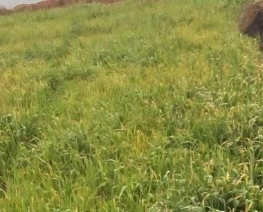 小麦锈病有哪些种类,怎么鉴别防治?