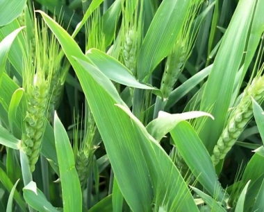 针对今冬可能发生的极寒天气,小麦应该采取哪些防护措施?