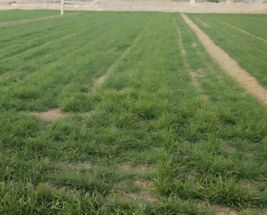 三种小麦蚜虫发生时间的先后顺序是怎么样?