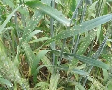 小麦适时晚播的技术要点有哪些?