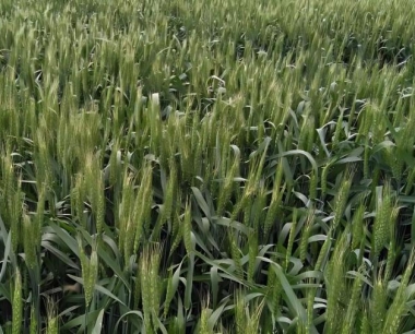 春小麦除草剂在那个时期施用比较适宜?