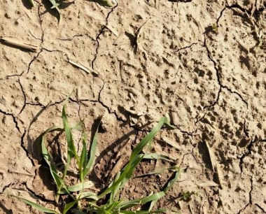 小麦怎样管理和预防才不会生虫害?