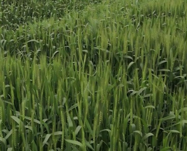 小麦条锈病和叶锈病有哪些不同?