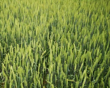 小麦秋苗期地下害虫蝼蛄发生危害的规律是什么?