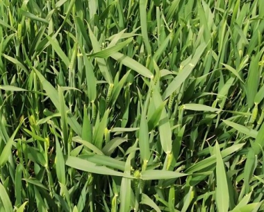 如何去除小麦田间存在的异常杂草?