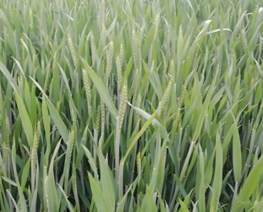 怎样鉴定小麦是得了白粉病还是锈病?