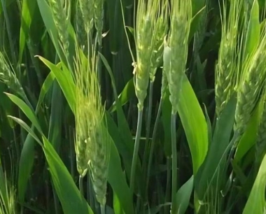 小麦赤霉病的发生都在什么阶段?