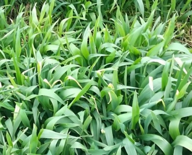 小麦的主要病虫害是什么?怎么防治?