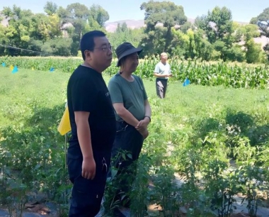 小麦全蚀病,一般是危害小麦哪些部位?