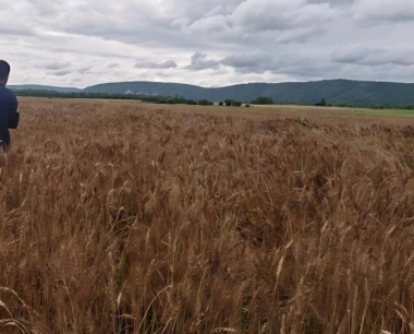 小麦间套复种技术包括哪些方面?