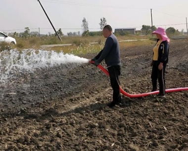 小麦中后期病害小麦白粉病是什么原因造成的?
