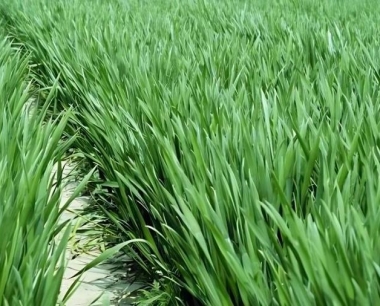 小麦即将收获,准备水稻育秧了育秧前应该准备哪些?