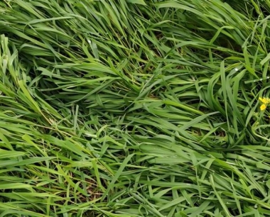 小麦成熟机械收获时损失有多大?