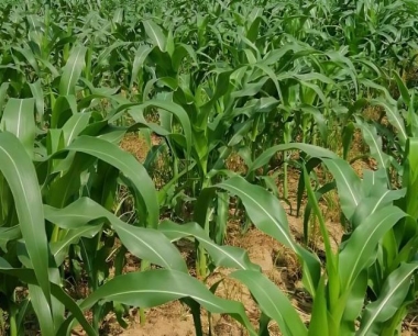 在玉米上发现的白色物体是什么?