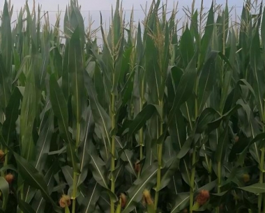 玉米的采收机械有几种?哪种最受欢迎?原因是什儿?