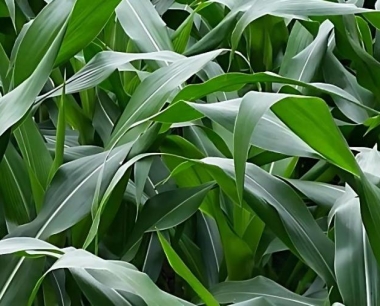 玉米大豆带状复合种植的技术难点,有哪三点?