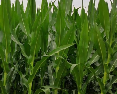 玉米的病害有那几种?如何有效防治?