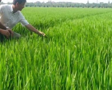 哪种玉米苗后除草剂对红根谷莠子特效?