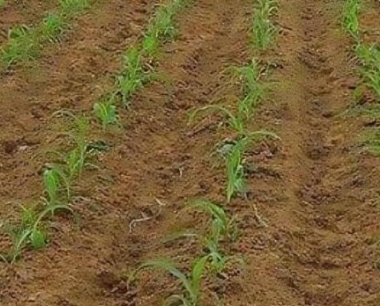 玉米保护性耕作技术实施的技术要点有哪些?