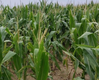 玉米锈病发病高峰期在什么时间?