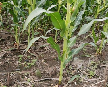 八月份的玉米都需要注意哪些病虫害?