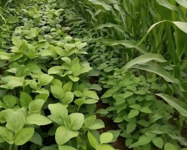 干旱会给田间玉米生长造成什么影响?