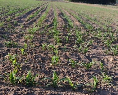 一般苗前除草剂较苗后除草剂对玉米更安全吗?