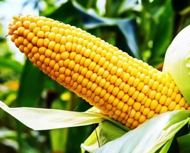 玉米播种前拌种选用那些药剂较好?