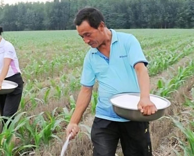 早春糯玉米的田间管理技术要点有哪些?