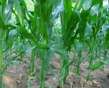 倒春寒对玉米春季播种出苗的影响有多大?