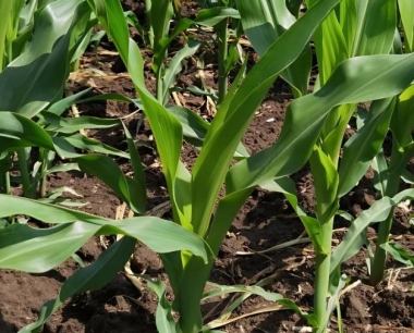 渭北旱塬中熟露地玉米根茎粗是什么?