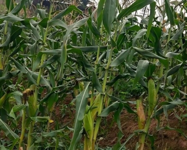 北方地区种植粘玉米什么时候开始播种?