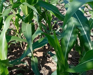 玉米追肥用小颗粒尿素好,还是大颗粒尿素好?