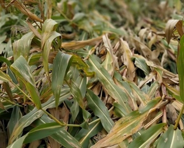 平展型玉米每亩密度大体在什么范围?