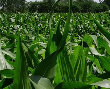 新的玉米收获机多长时间更换液压油?