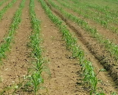 玉米地用什么除草剂效果好且残留量少?