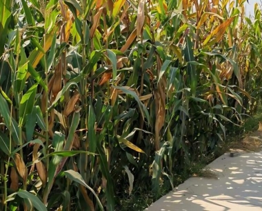 玉米对土壤肥水管理要求有哪些?