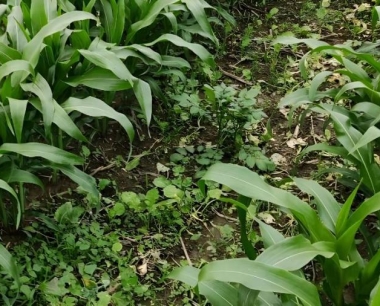 目前玉米容易发生什么病虫草害?